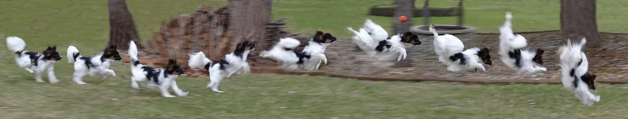 Dash, the Trick Dog Champion papillon